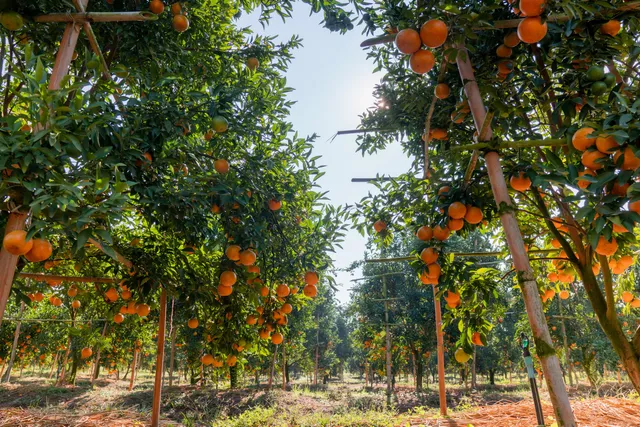 สวนส้มปรีชาฝาง