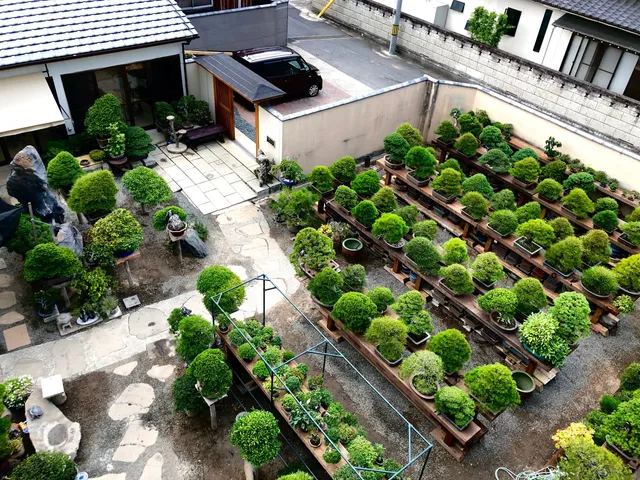 ボンサイダイジュエン