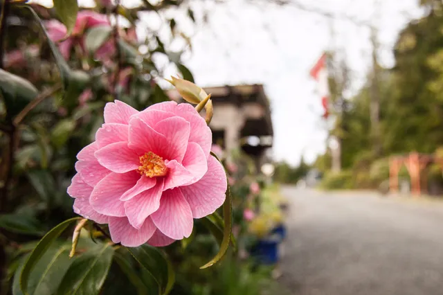 Naa'Waya'Sum Gardens (formerly the Tofino Botanical Gardens)