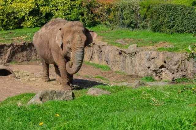 Belfast Zoo