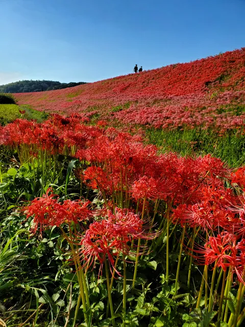 Dede-Mushi Hiroba Park
