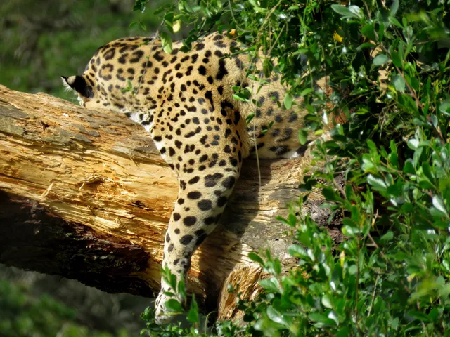 Jukani Wildlife Sanctuary