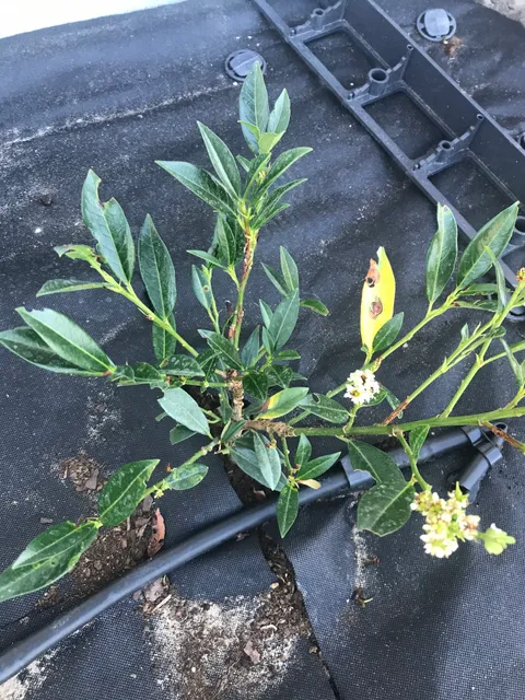 Centrum ogrodnicze - SzmaragdoweOgrody.pl