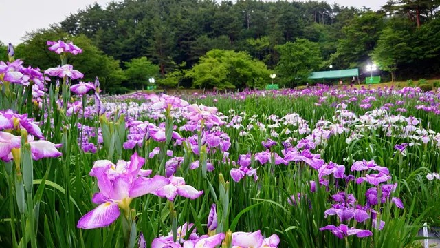Ijimino Park Iris Garden