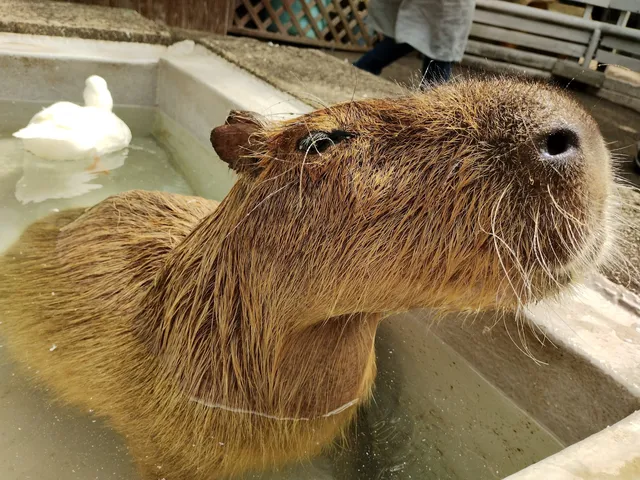 Daisen Tom-Sawyer Pasture