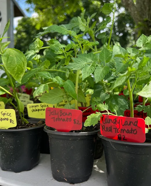 Redhead Homestead LLC