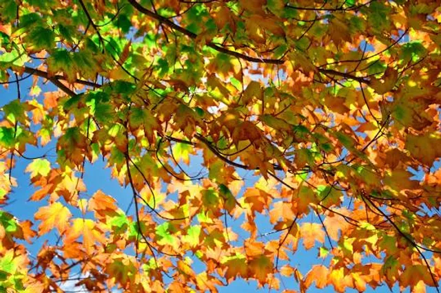 Independence Oaks County Park