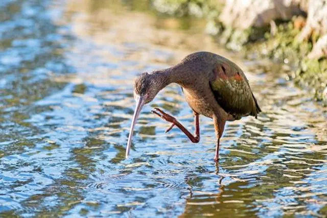 Rancho Simi Community Park