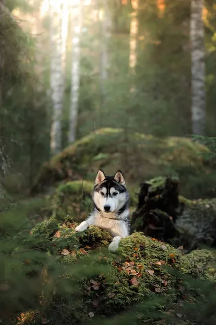 Bosque de los Huskies
