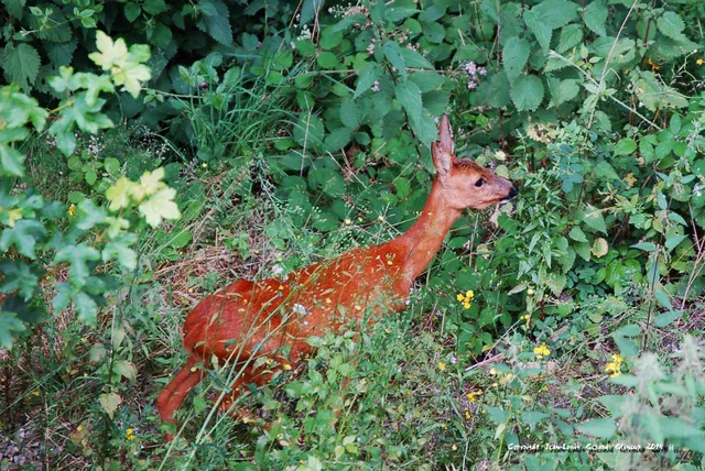 Dorfrundgang Dedenborn