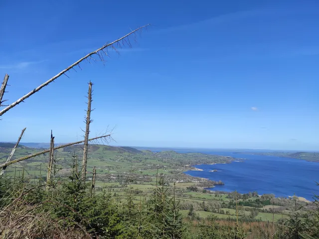 Ballycuggaran Forest
