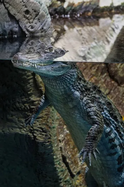 Croc City Crocodile & Reptile Park