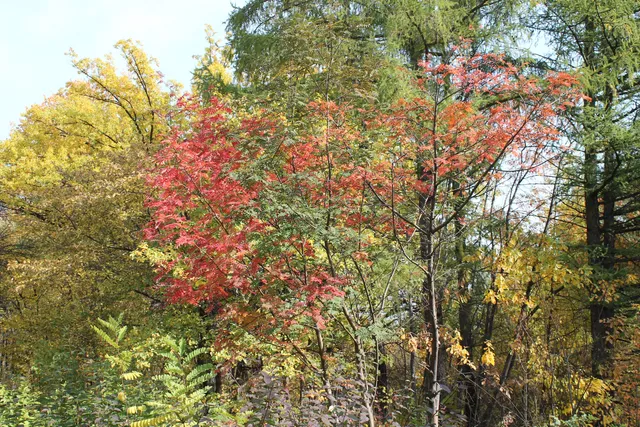 Nii Sadovodstva Sibiri Im. M.a. Lisavenko