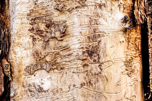 Olive Press Museum Zante