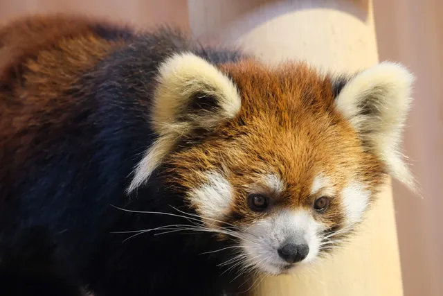 Sabae City Nishiyama Zoo