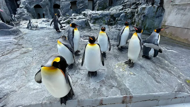 Asahiyama Zoo