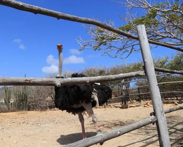 Aruba Ostrich Farm