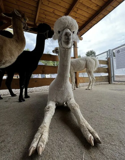 Alpaca Park - Alpaki z Winnego Wzgórza