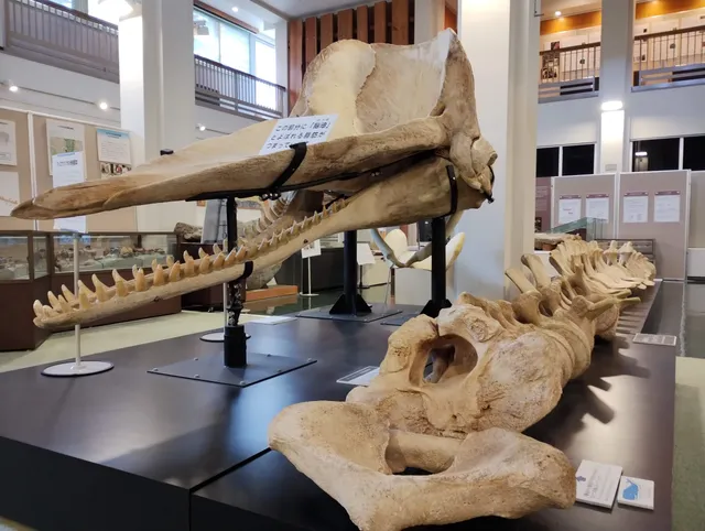 Nagoya University Museum