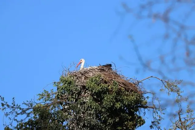 Michael-Otto-Institut im NABU - Forschungs- und Bildungszentrum für Feuchtgebiete und Vogelschutz