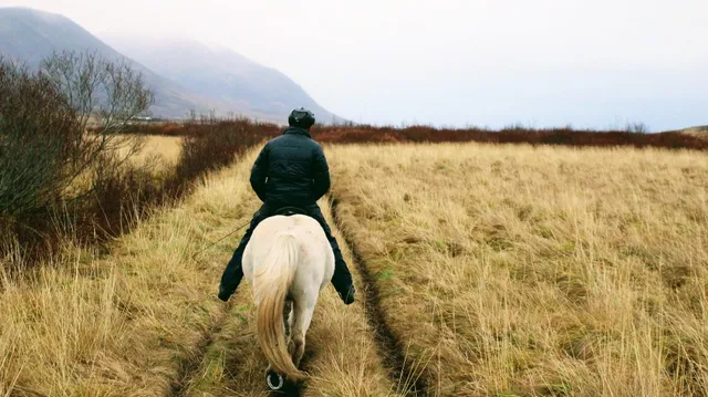 Tvistur Horse Rental