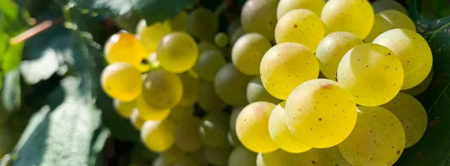 PIETRO VINEYARDS PITTARO