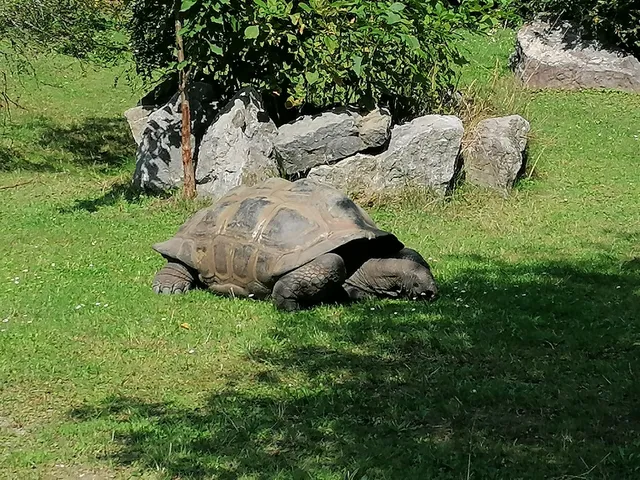 Childrens Zoo / Farm Zoo