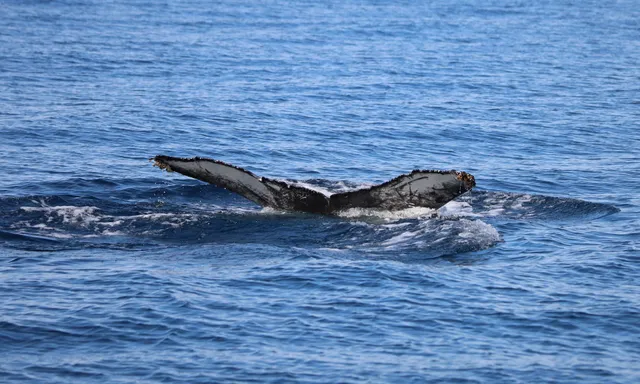 Capt. Dave's Dana Point Dolphin & Whale Watching Safari