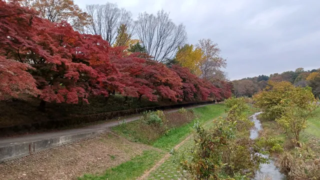 Musashino Park