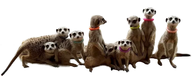 Meerkat Friends