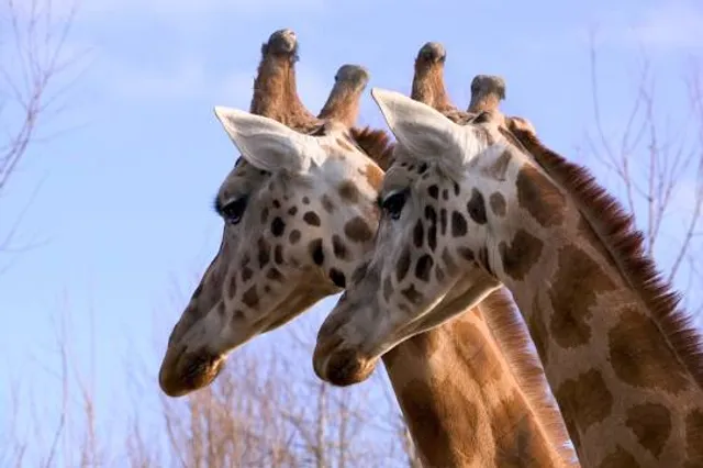 Dalton Town with Newton