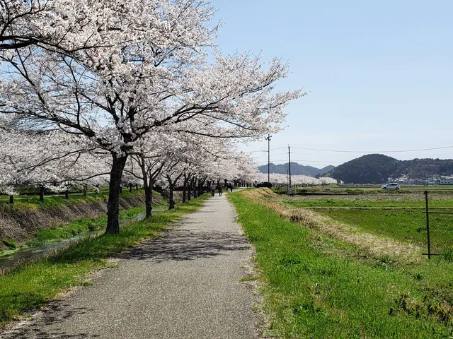 tobagawa cicling road sakura namiki