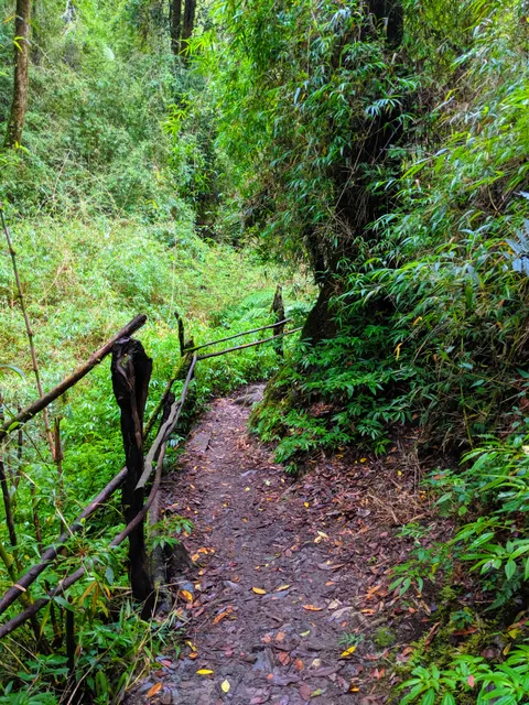 Monumento Natural Contulmo