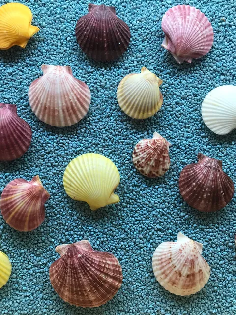 Museo Malacologico Malakos