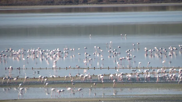 Visitor Center José Antonio Valverde (Laguna de Fuente de Piedra)