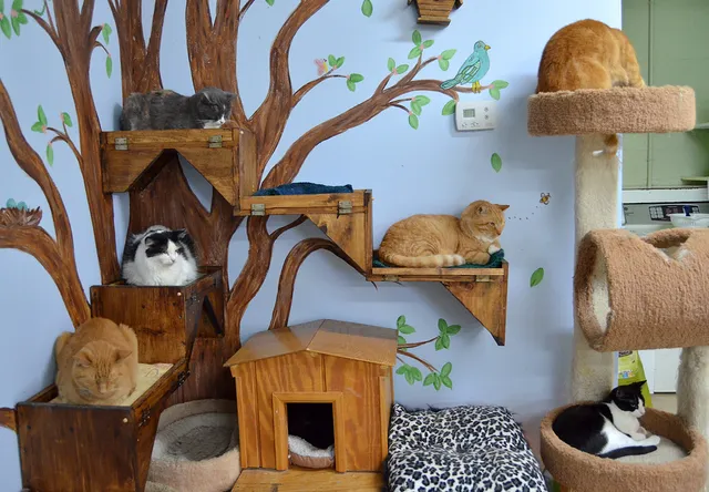 Sav-R-Cats International, Inc.