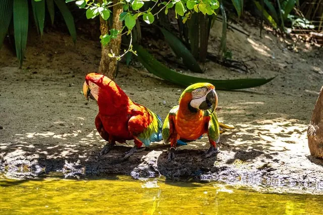Parque das Aves