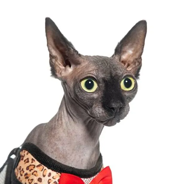 Museo Estatal de Arte Popular de Oaxaca "MEAPÓ"