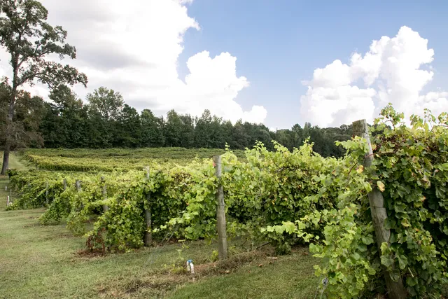 Landry Vineyards LLC