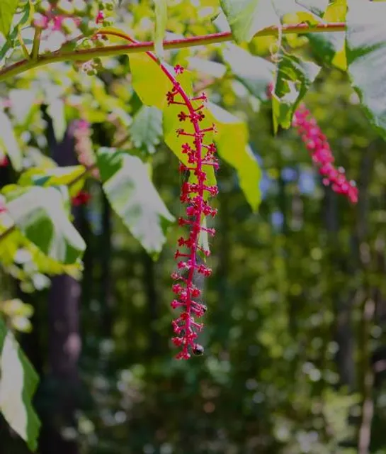 Dorey Park and Recreation Center