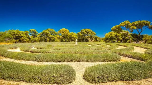 Lavender Labyrinth at Cherry Point, Michigan