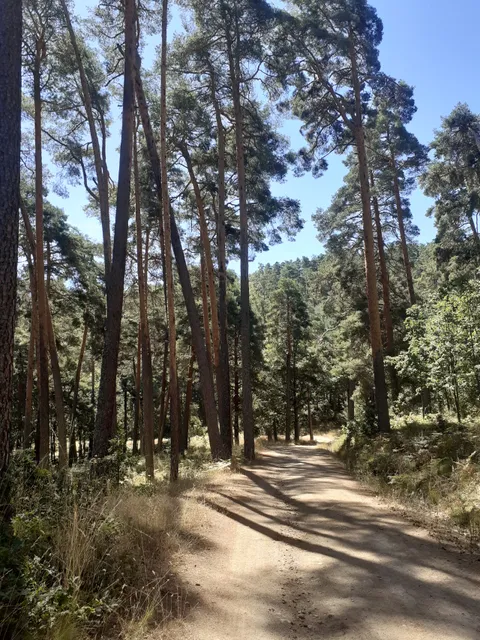 Pinar de Hoyocasero