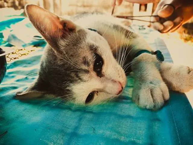 Guinness World Record Sea Shell Art Museum