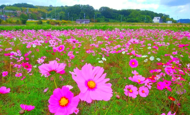 Kamikomaekihigashi Park