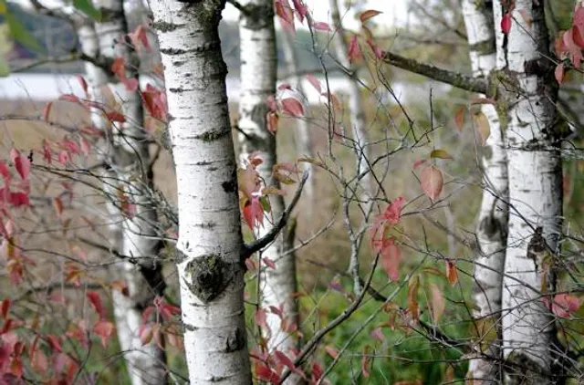 Cherokee Marsh Conservation Park - North