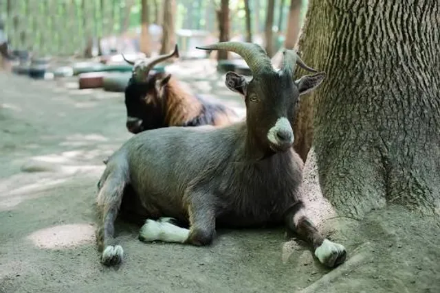Budakeszi Dinó Park