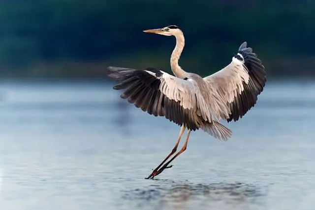 Khijadia Bird Sanctuary