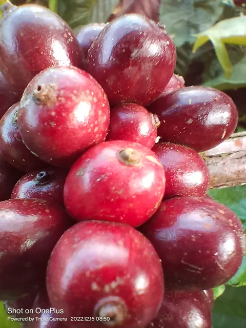 Coorg Pappy's Coffee Plantation Island