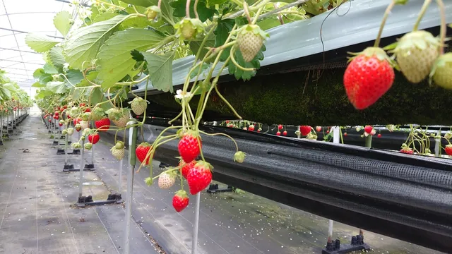 Yanbaru Strawberry Garden