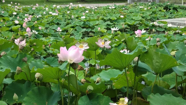 Ameku Churamachi Park